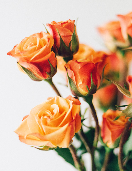 orange roses closeup