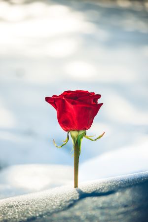rose and snow February
